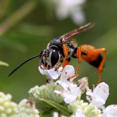Great Golden Digger Wasp
Sphex ichneumoneus Great Golden Digger Wasp
Sphex ichneumoneus